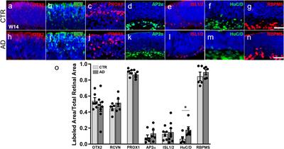 Human iPSC-derived retinal organoids develop robust Alzheimer’s disease neuropathology